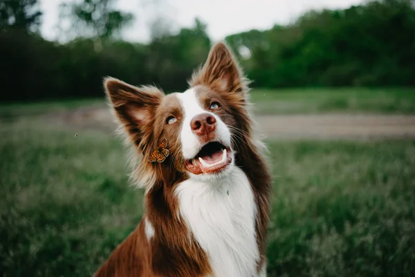 Köpek ve kelebek. Kelebek köpeğin yüzüne oturur. Ormanda köpek ve kelebek.