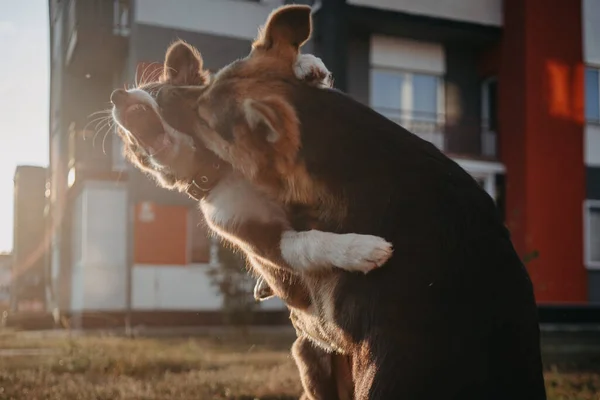 İki köpek oynuyor. Köpekler çimlerin üzerinde oynuyorlar. Köpekler kavga ediyor. Yavrular çimlerin üzerinde kavga ediyor..