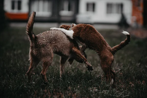 İki köpek oynuyor. Köpekler çimlerin üzerinde oynuyorlar. Köpekler kavga ediyor. Yavrular çimlerin üzerinde kavga ediyor..