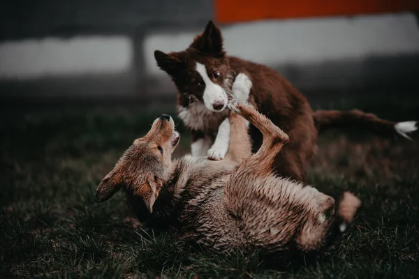 İki köpek oynuyor. Köpekler çimlerin üzerinde oynuyorlar. Köpekler kavga ediyor. Yavrular çimlerin üzerinde kavga ediyor..