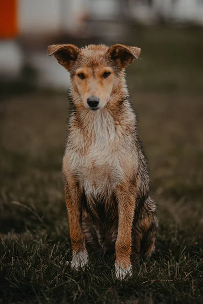 Wet dog on the street. The dog is standing in the rain. A puppy with a collar gets wet in the rain.