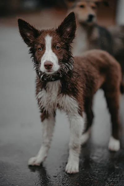 Βρεγμένο Σκυλί Στο Δρόμο Σκύλος Στέκεται Στη Βροχή Ένα Κουτάβι — Φωτογραφία Αρχείου