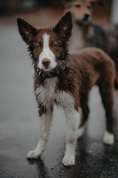 Sokaktaki ıslak köpek. Köpek yağmurun altında duruyor. Tasmalı bir köpek yağmurda ıslanır..