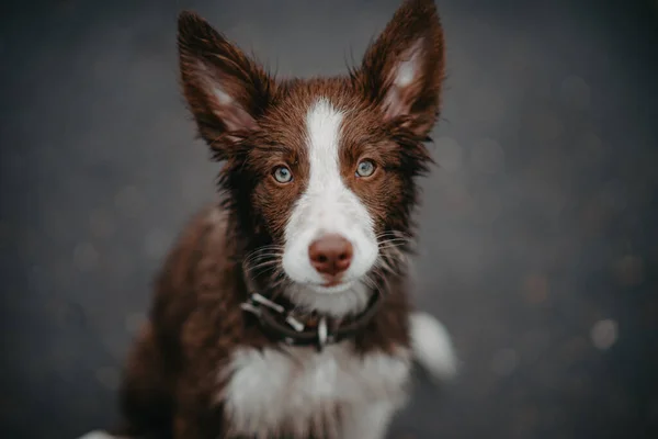 Islak köpek bakıyor. Sokaktaki köpek. Yavru köpek kameraya bakar..