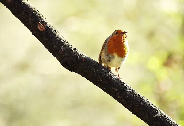 Robin Por Mañana — Foto de Stock