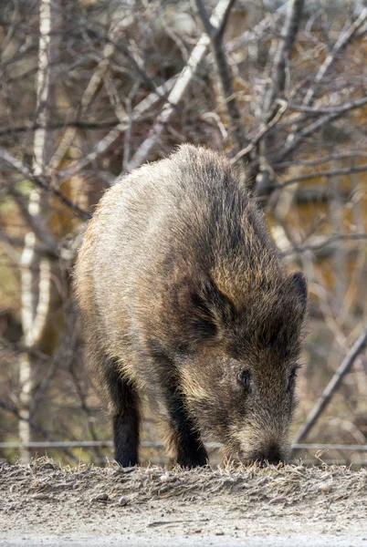 Boar portrait. Royalty Free Stock Images