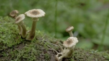 beş yakın gövde fs700 odyssey 7q üzerinde filizlenen mantar