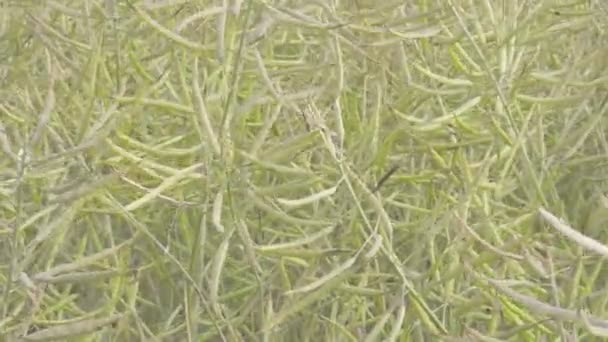 Un sacco di semi di colza o semi oleosi sui campi con un bel tempo FS700 Odyssey 7Q — Video Stock