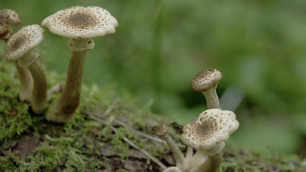 Brotando hongos blancos en el tronco musgoso en el bosque FS700 Odyssey 7Q — Vídeo de stock