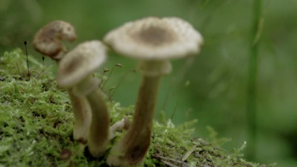 Tres hongos blancos con verrugas marrones en el tronco musgoso FS700 Odyssey 7Q — Vídeo de stock