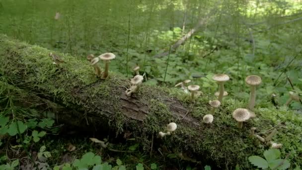 Lots of white mushrooms popping out of the old lying trunk FS700 Odyssey 7Q — Stock Video