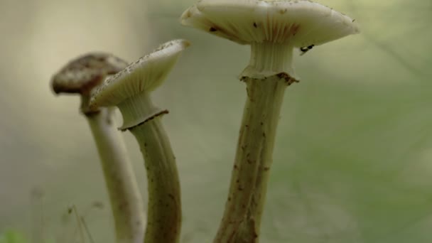 Closer look of the stalk of the white mushroom with flies FS700 Odyssey 7Q — Stock Video