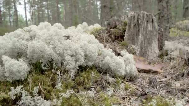 Veel witte kop korstmossen op het bos net als katoen fs700 odyssey 7q — Stockvideo