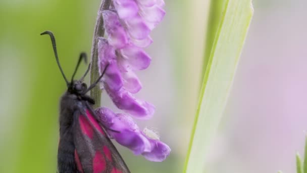 Una mariposa manchada de color rosa-rojo negro colgando en el tallo FS700 Odyssey 7Q — Vídeo de stock