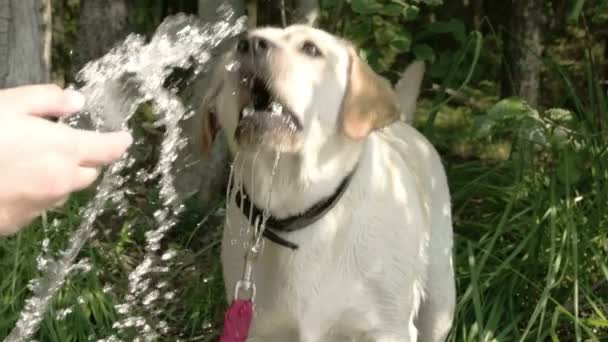 Ένα σκυλί άσπρο labrador retriever πίνοντας μερικά 7q Οδύσσεια του fs700 νερού — Αρχείο Βίντεο