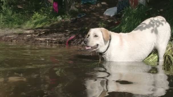 Witte labrador retriever dompelen op de meerwater met zijn meester fs700 odyssey 7q — Stockvideo