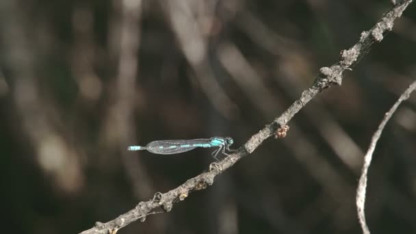 Μια dragonfly στο μίσχο ενός φυτού που έχει κολλήσει πάνω του fs700 Οδύσσεια 7q — Αρχείο Βίντεο