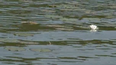 nilüferler göl'yüzen