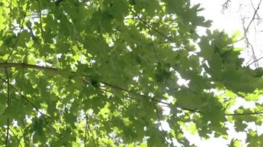 çok sayıda yeşil akçaağaç yaprakları ağaçtan