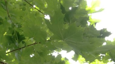 daha yakından bakmak büyük yeşil akçaağaç yaprağı