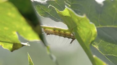 de rups opknoping op het blad