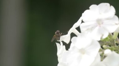 beyaz çiçek kenarına bir sinek