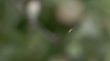 kendi web üzerinde asılı yengeç örümceği