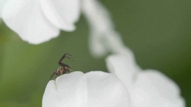 thomisidae örümcek petal kenar üzerinde olduğunu