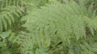 çok yeşil ferns çayırlar üzerinde