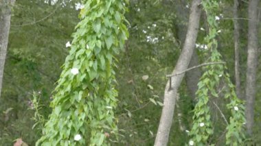 alan gündüzsefası bitki uzun asma