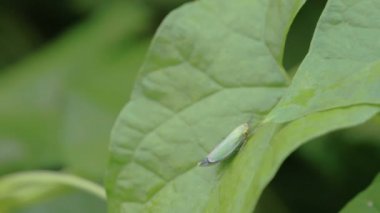 bir çekirge akçaağaç yaprağı üzerinde