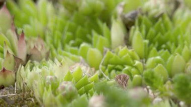 Sempervivum veya houseleeks denilen bir bitki