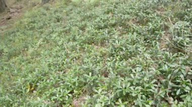 blueberry yerde orman çalılar