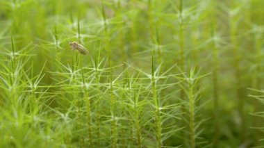 bir hata bir bitki diğerine transfer