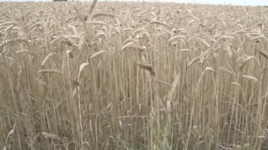 alan üzerinde kahverengi buğday çimen