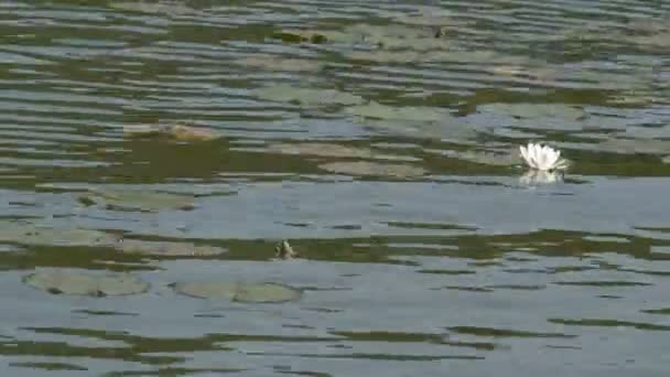 Water lilies are floating on the pond — Stock Video