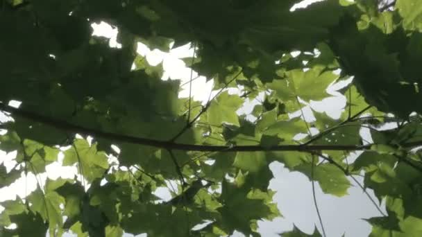 Ветка клена с зелеными листьями — стоковое видео
