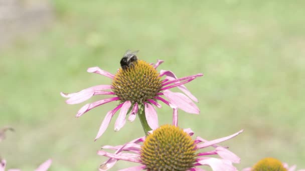 Una abeja transfiriendo de un aciano púrpura al otro — Vídeos de Stock