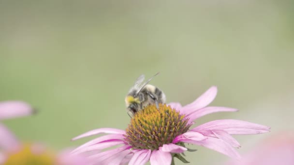 Un'ape nera sopra una pianta di fiordaliso viola — Video Stock