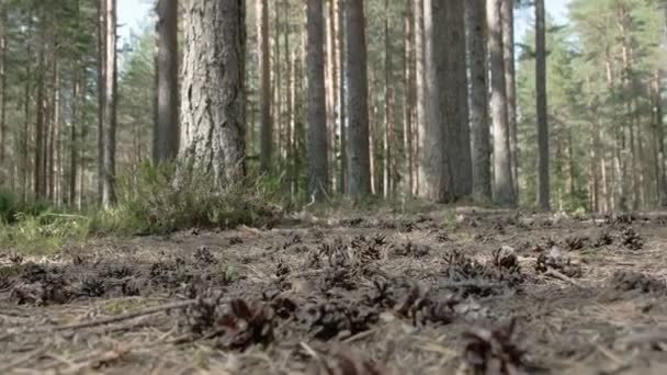 Cones de pinheiro espalhados no chão da floresta — Vídeo de Stock