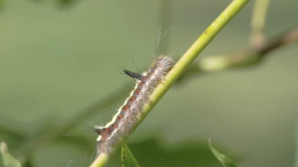 Une chenille poilue sur la tige 