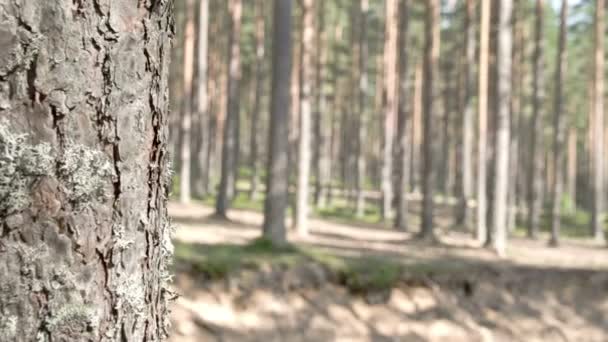 Le beau sentier des pins dans la forêt 
