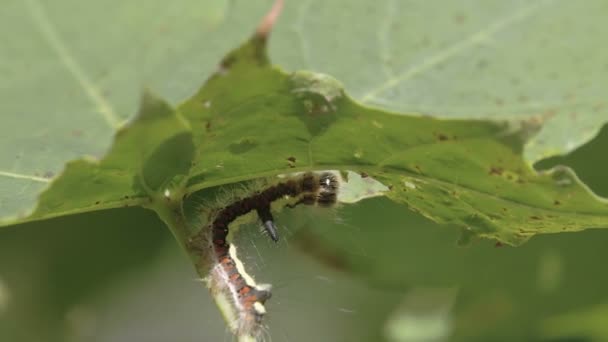 Una oruga peluda está comiendo algo de hoja — Vídeos de Stock