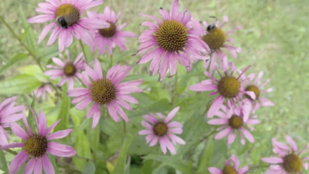牧草地で紫コーンフラワーのセット — ストック動画