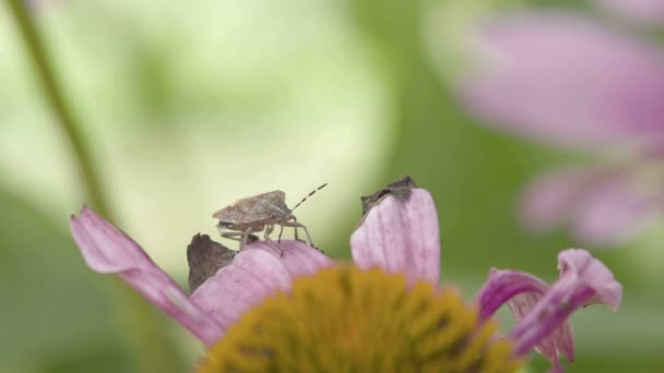 Petal üzerinde sürünerek heteroptera böcek — Stok video