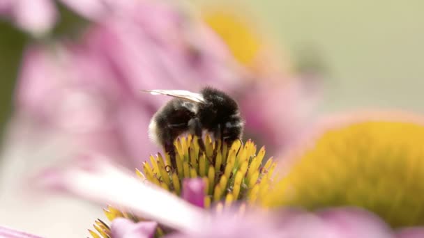 Eine Hummel saugt die Knospe der Kornblume — Stockvideo