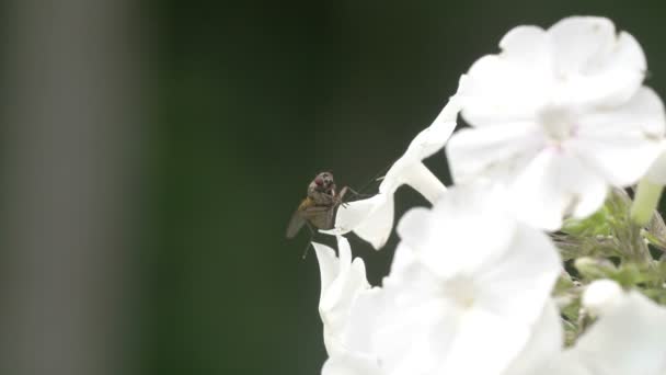 Муха на краю белого цветка — стоковое видео