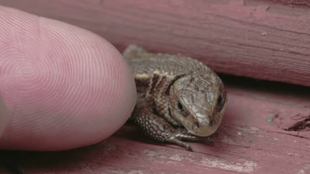 Ein Finger berührt die Eidechse — Stockvideo