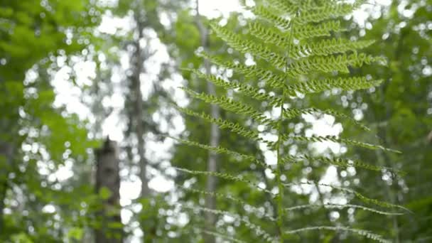 Den vackra fernen lämnar mitt i skogen — Stockvideo