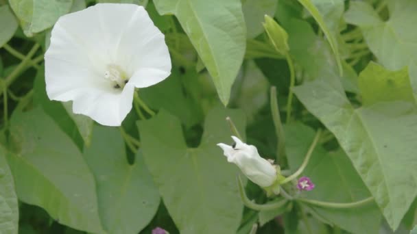 A white pretty Convolvulus arvensis flower — Stock Video